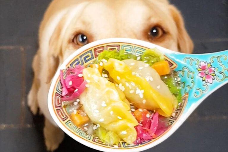 can dogs eat dumplings - Animal