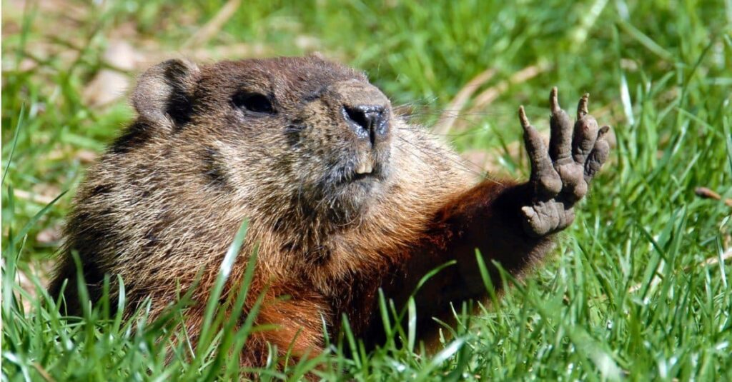 do groundhogs eat cat food - Animal