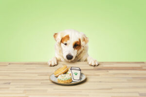 can dogs eat key lime pie