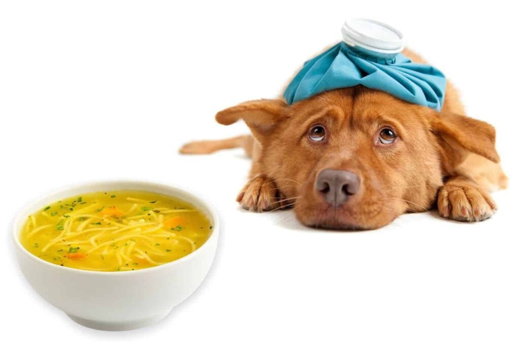 can dogs have cream of chicken soup - Animal