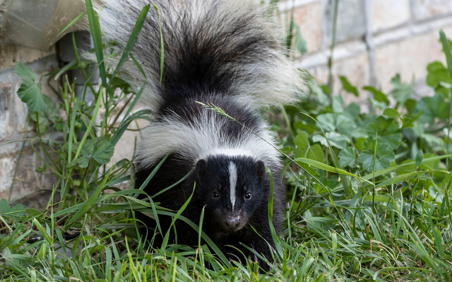 can skunks climb trees - Animal