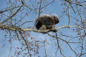 do porcupines climb trees