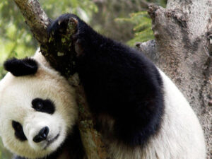 Surprising Facts About What Pandas Eat